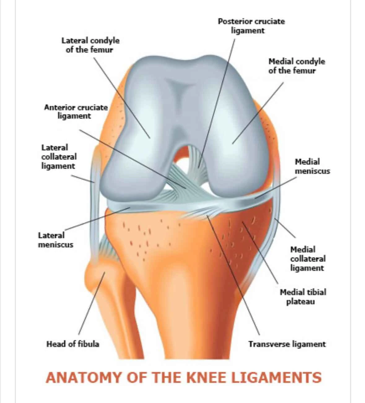 Como tratar lesão do ligamento cruzado anterior